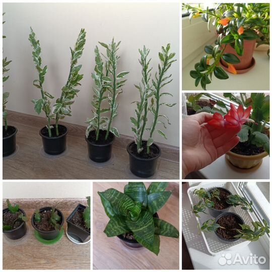 Комнатные растения цветы