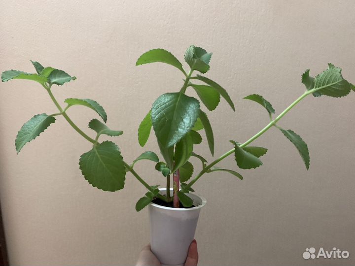 Мята домашняя