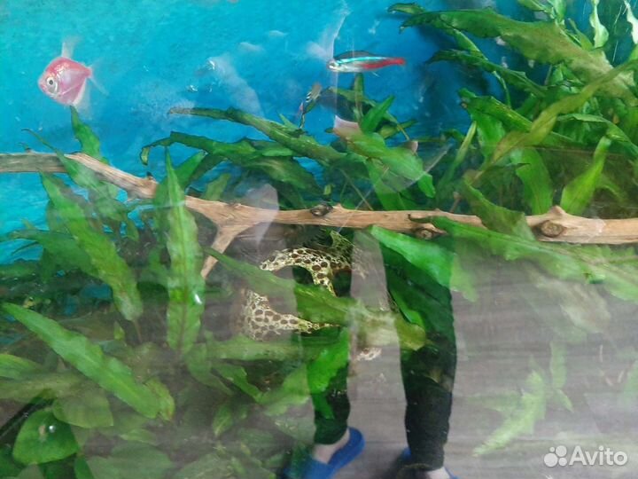 Аквариум 200 литров с тумбой