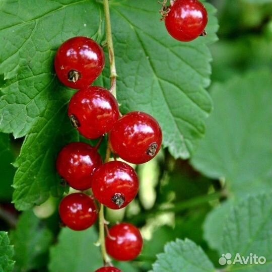 Саженцы красной смородины