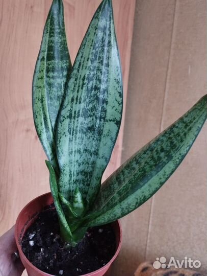 Сансевиерия