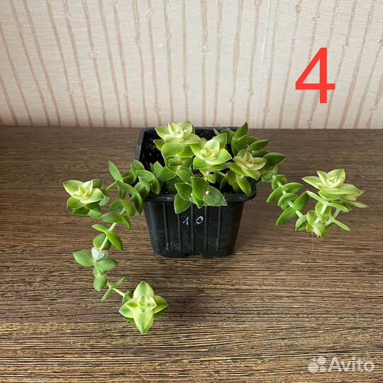 Флорариум суккуленты кактусы