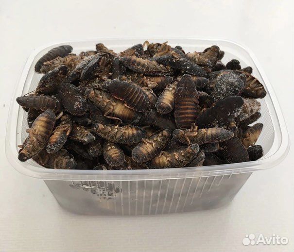 Мраморный таракан (заморозка)