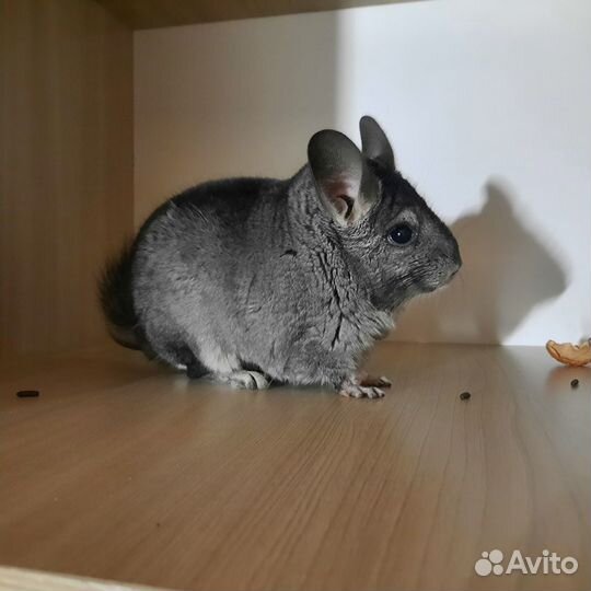 Шиншилла самец