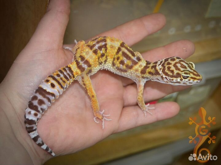 Пятнистый эублефар по лини та 2022 самцы и самки