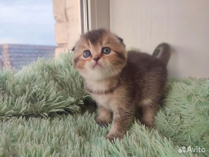 Шотландская вислоухая