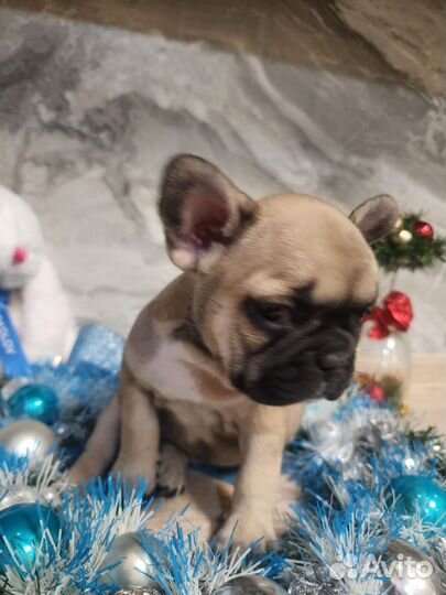 Французский бульдог