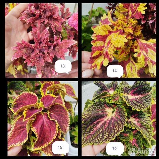 Красавцы Колеусы