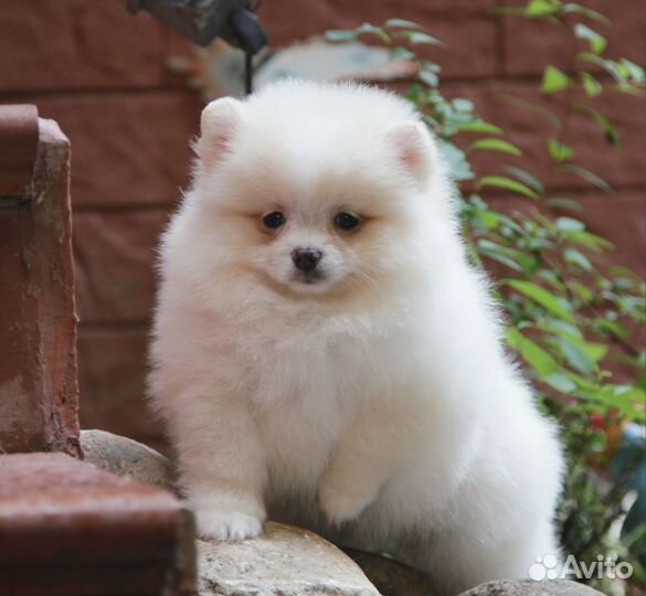 Щенок померанского шпица девочка