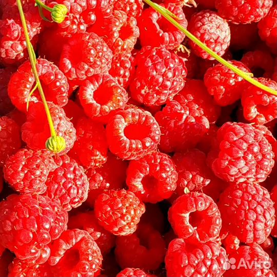 Малина отборная