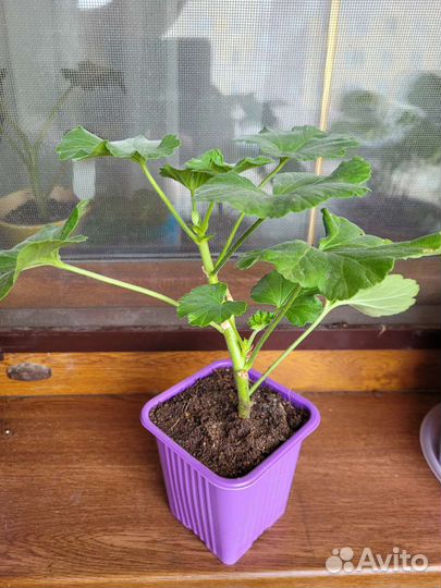 Pink rambler пеларгония