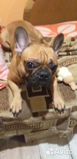 Французский бульдог кабель вязка