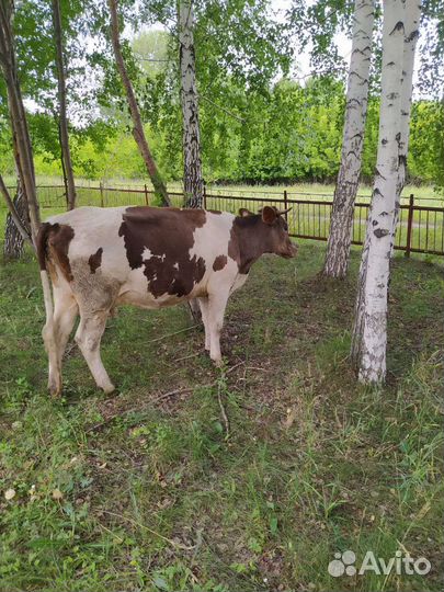 Первотелка