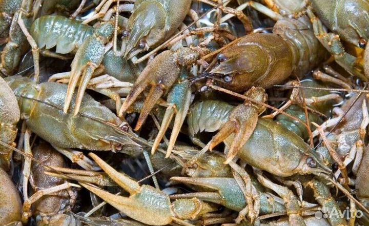 Живые раки, варим на заказ, доставка