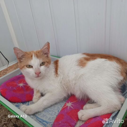 Котик Тимофей