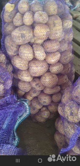 Картошка 15 тонн