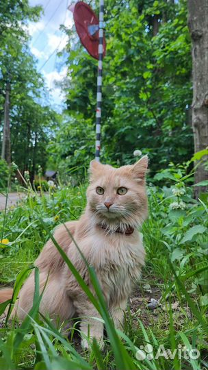 Кошки в добрые руки