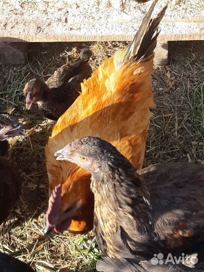 Петухи. Лакеданзи, Леггорн и пр