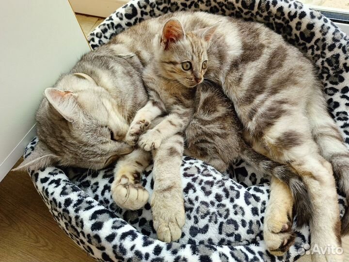 Котенок в добрые руки