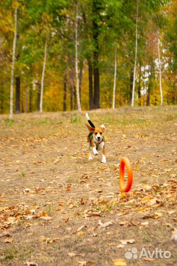 Кольцо для собак