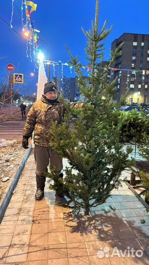 Ель,пихта новогодняя