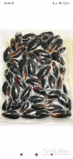 Мидии в раковине