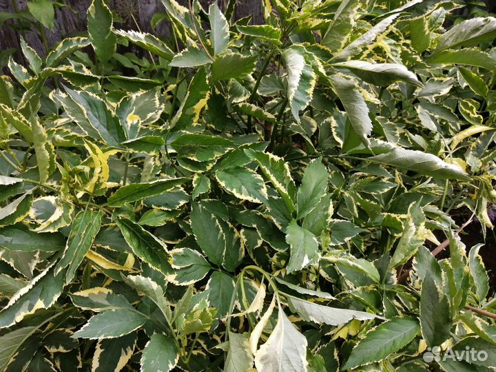 Смородина красная