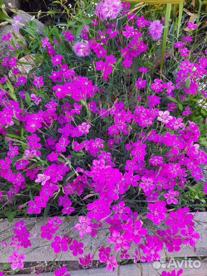 Почвопокровные растения