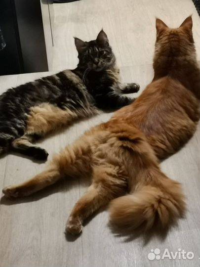 Кот мейн-кун вязка