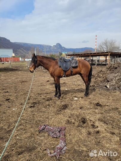 Карачаевский жеребец