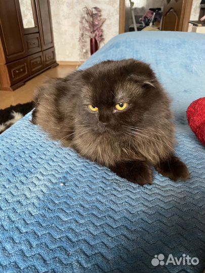 Шотландский кот на вязку