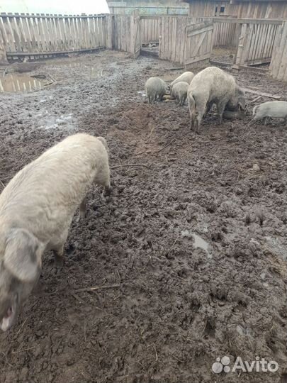 Поросята пуховой мангалицы