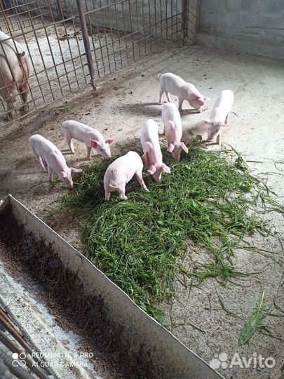 Поросята порода эстонец с немцем