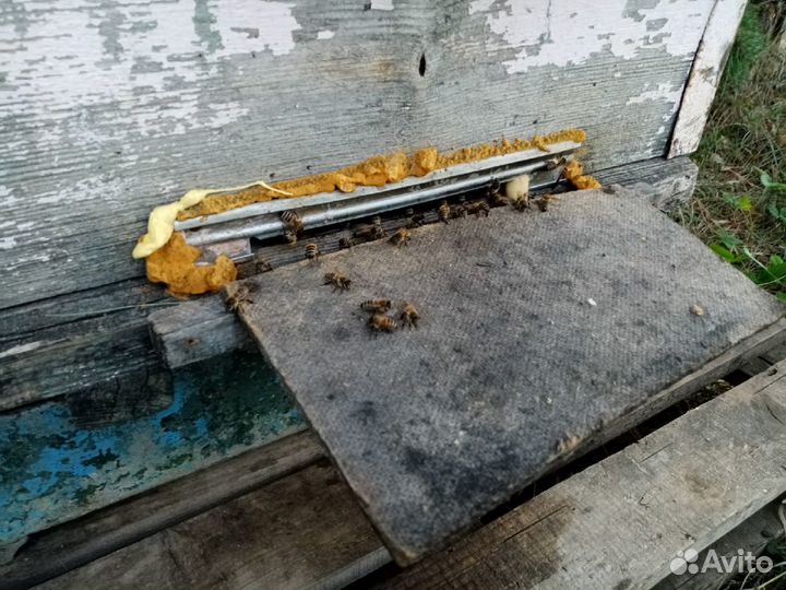 Мед со своей пасеки