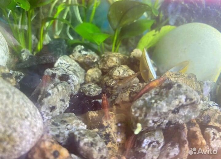 Креветки черри аквариумные