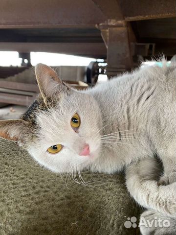 Кошка в дар