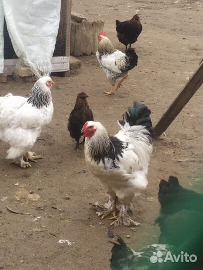 Петухи брама