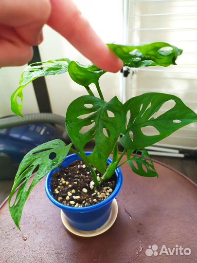 Монстера манки маск