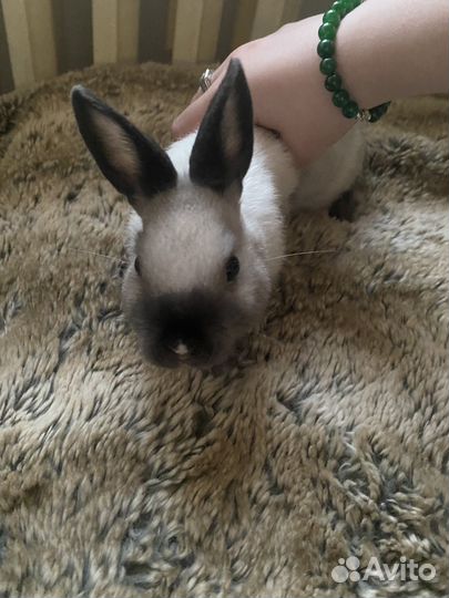 Карликовый кролик