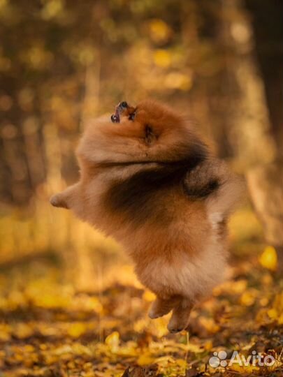 Померанский шпиц.вязка