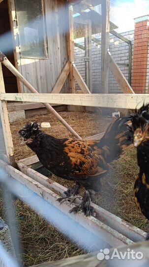 Петухи и курочки