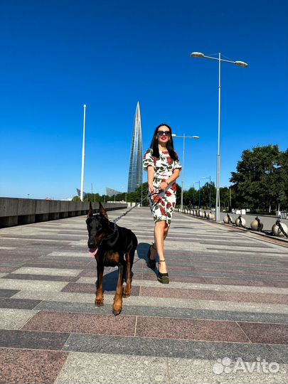 Фотосессия с доберманом