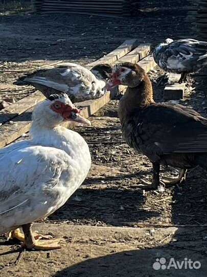 Мускусные селезни