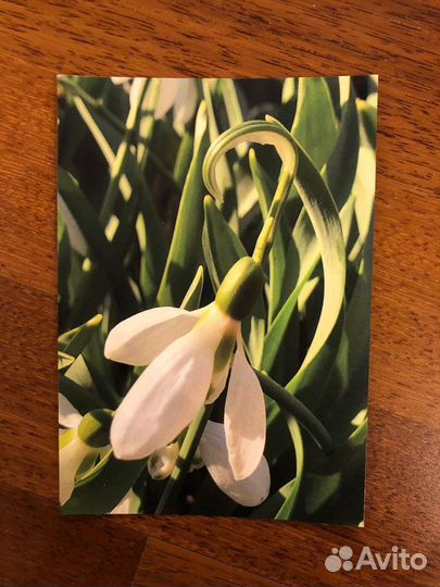 Набор почтовых открыток (10 шт)