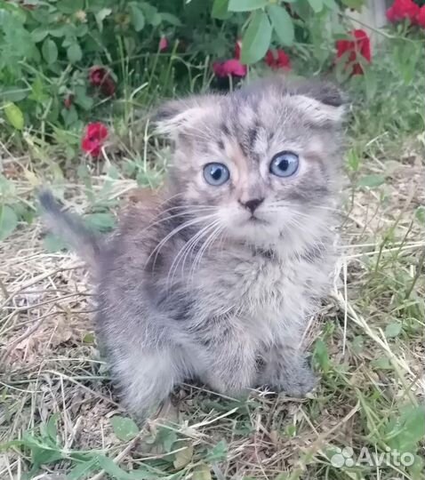 В добрые руки