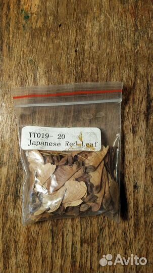 Семена клёна японского красного