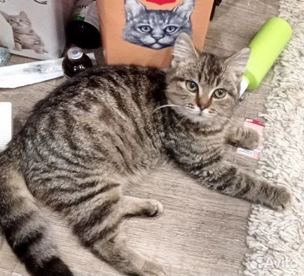 Кошечка Милашка