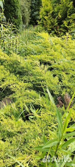 Можжевельник