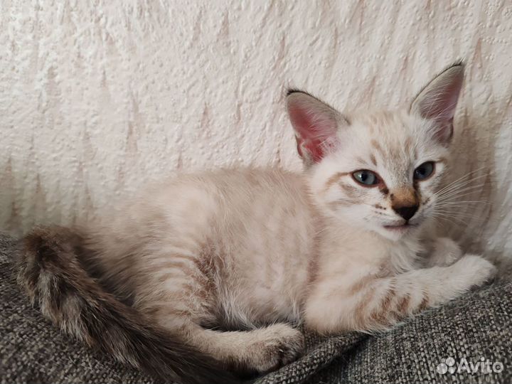 Тайский котик