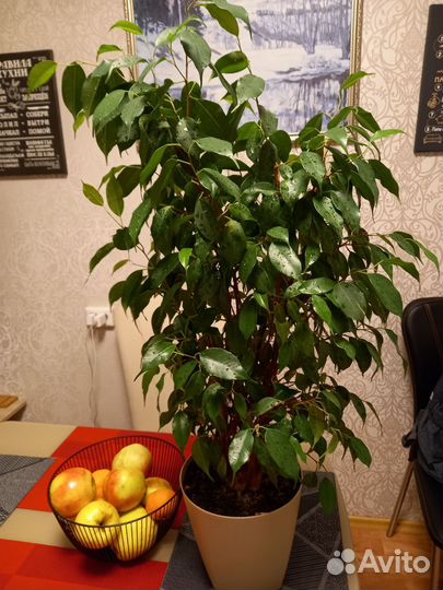 Фикус бенджамина